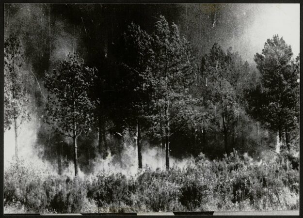 Les forêts de Gironde – Patrice Cablat // Création littéraire et Archives 2025 – 2026